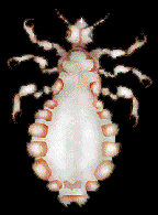 notes049_pic Louse